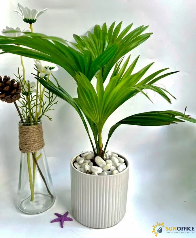 Cây Cọ Nhật trong văn phòng