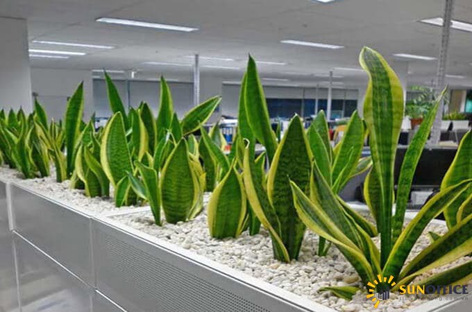 Cây lưỡi hổ trong văn phòng