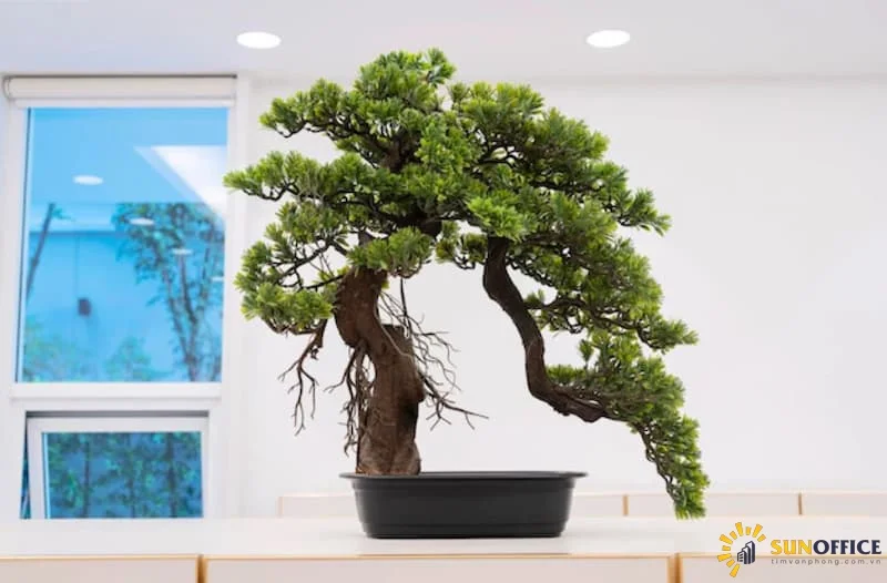 Cây phong thủy hợp mệnh Kim