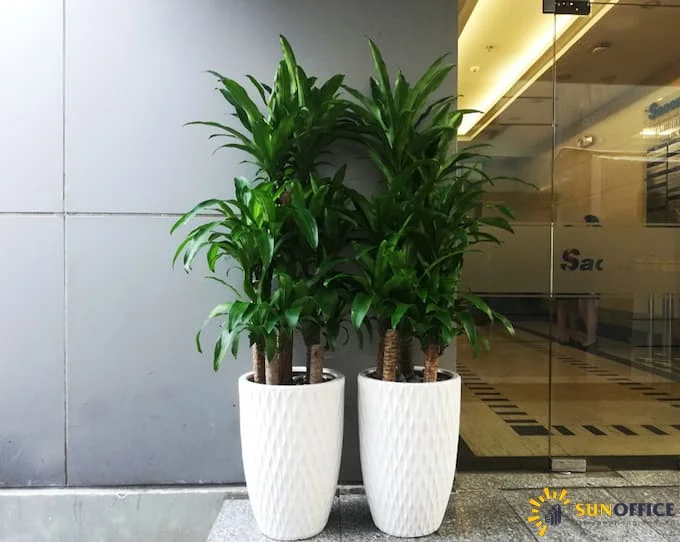 Cây Thiết Mộc Lan trồng trong văn phòng