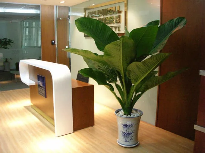 Cách hóa giải phong thủy xấu tại văn phòng 3 Đặt cây cảnh giúp thanh lọc không khí, hóa giải phong thủy xấu trong văn phòng