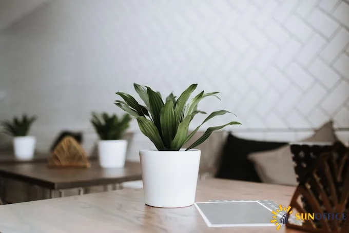 Những đồ vật phong thủy dùng để trang trí bàn làm việc 1 Cây cảnh để bàn làm việc mang lại may mắn cho chủ nhân