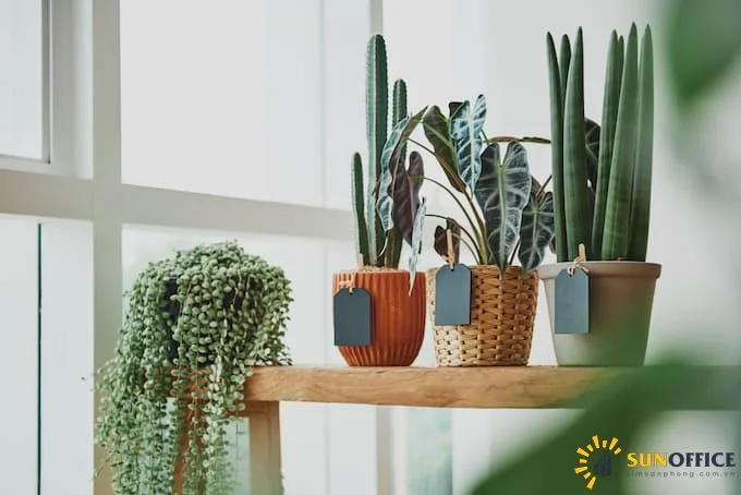 Mẹo bố trí không gian cho phòng làm việc diện tích nhỏ 4 Cần phải tính toán lựa chọn những loại cây phù hợp trong văn phòng